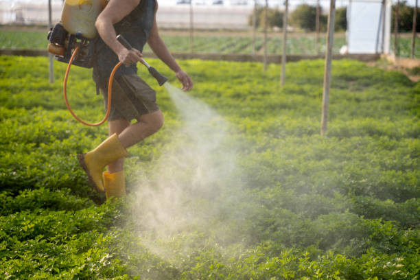 Best Local Pest Control Services  in Lilburn, GA