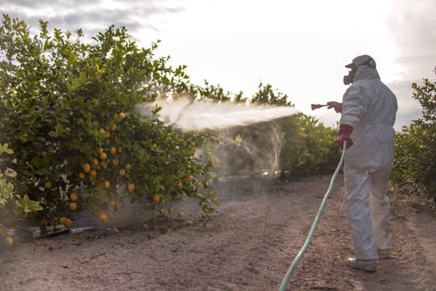 Best Ant Control Services  in Lilburn, GA